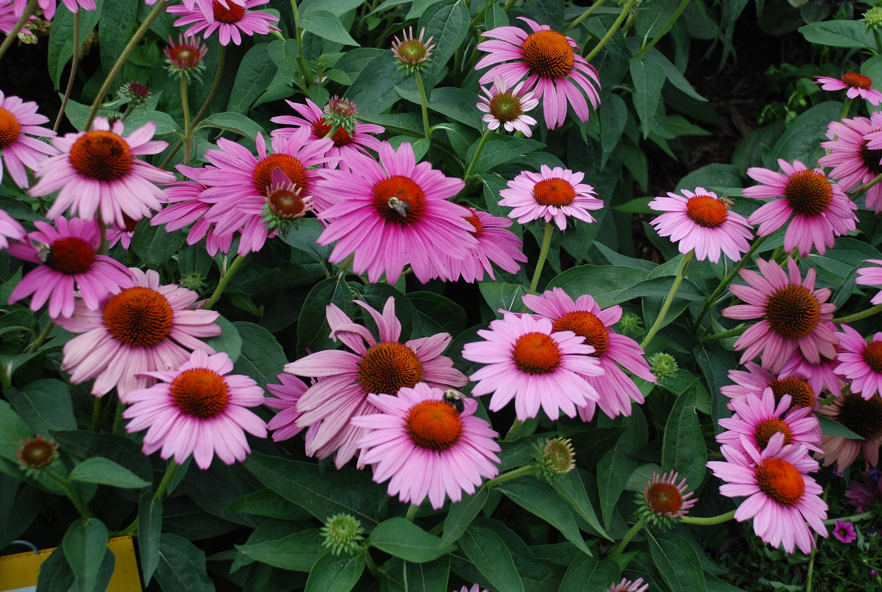 Echinacea purpurea Magnus